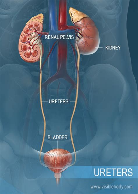 Urethra Tube 